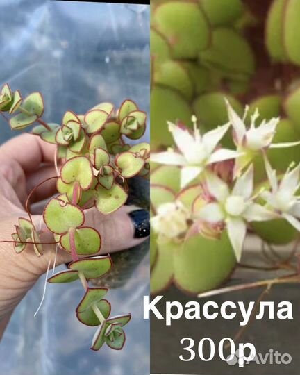 Цветы