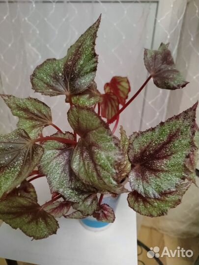 Домашние цветы