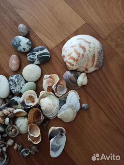 Ракушки и камешки в одни руки