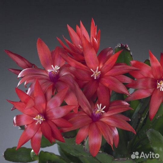 Рипсалидопсис (пасхальник)