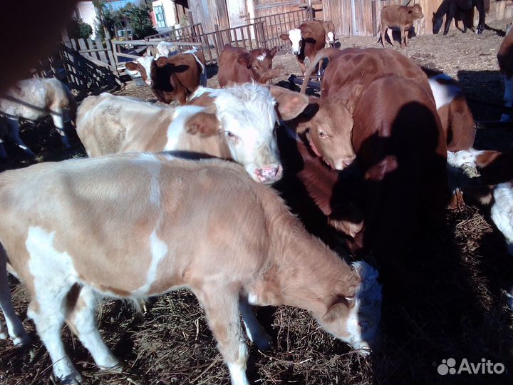 Бычки и быки