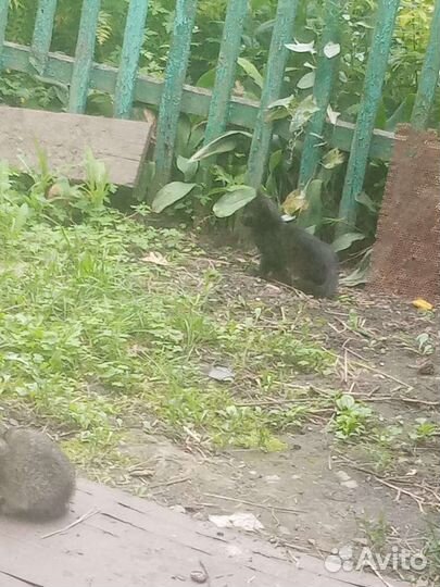 Отдам котят