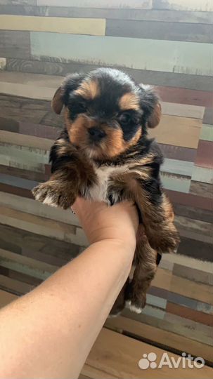 Йоркширский терьер