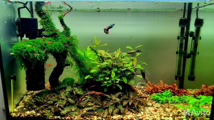 Криптокорина Нури