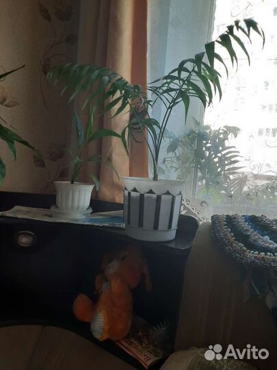 Пальма 2 шт и Женское счасть