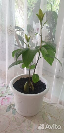 Авокадо