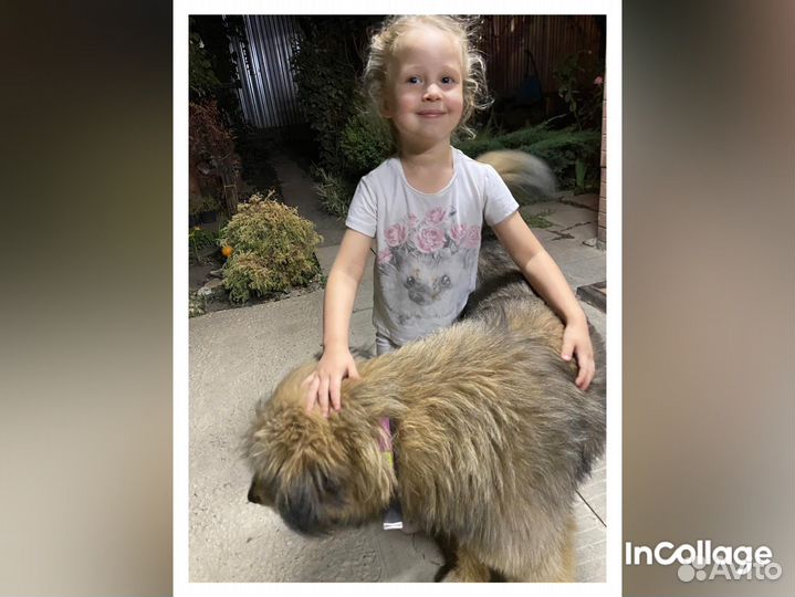 Мудрый мачо в добрые руки