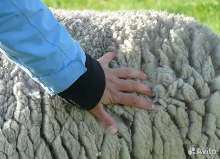 Шерсть меринос