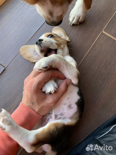 Щенки бигль