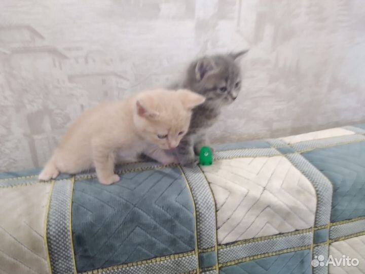 Кошки в добрые руки