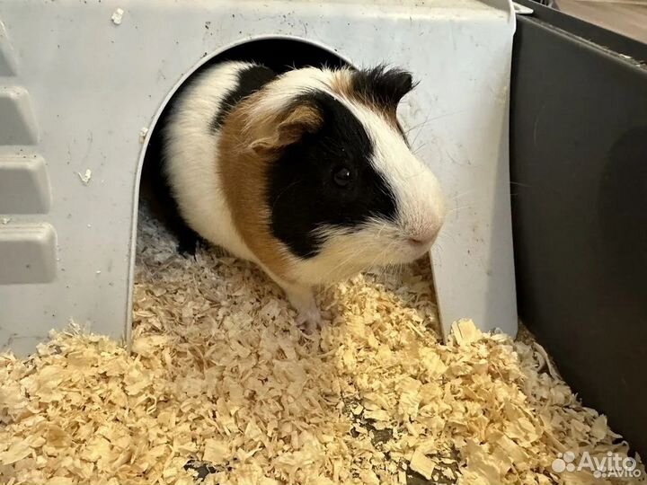 Морские свинки