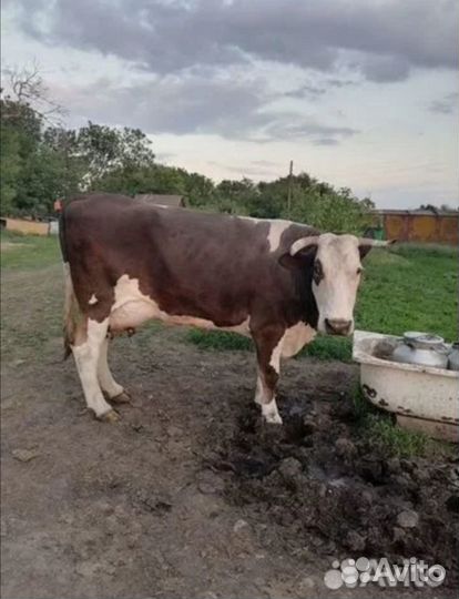 Продам телочку