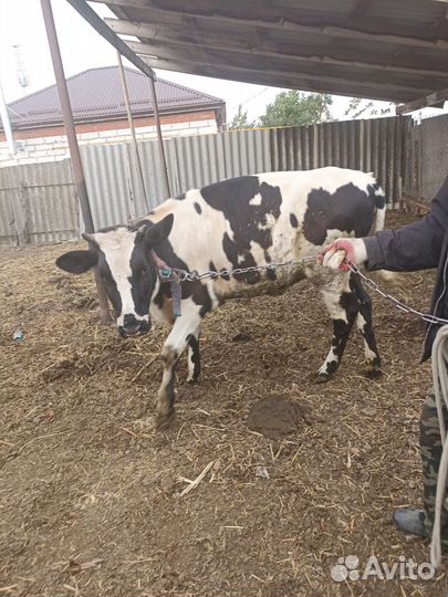 Племенная годовалая телка