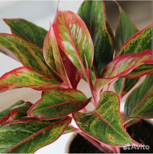 Аглаонема крит флейм