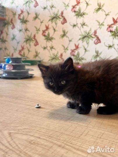 Котеночек Радость