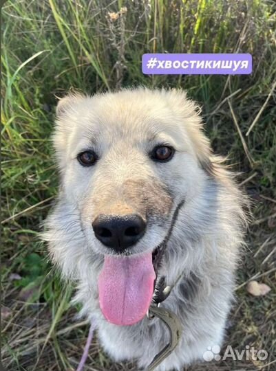 Друг для семьи,очень добрый