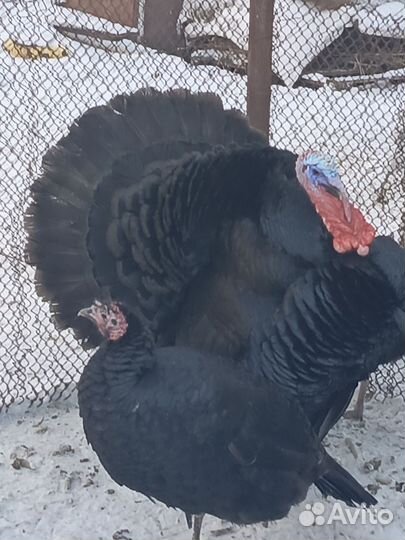 Индюшки породные