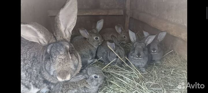 Кролики Фландр