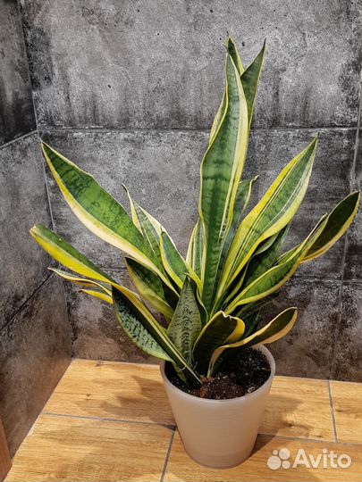 Сансевиерия