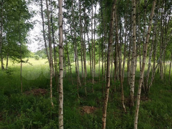 Участок 15 сот. (ИЖС)