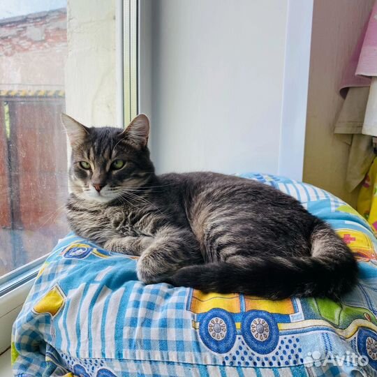 Кот Максик