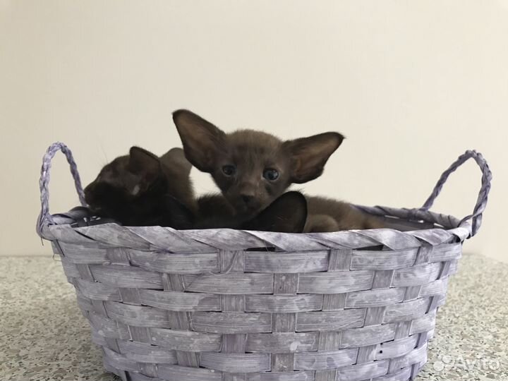 Ориентальные - Чёрный, шоколадный, пятно