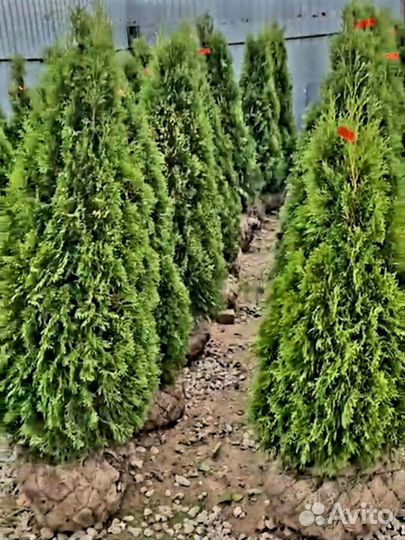 Туя Литл Гиант