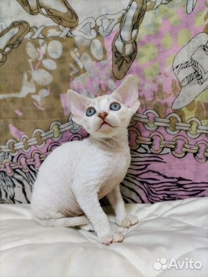 Мальчик девончик