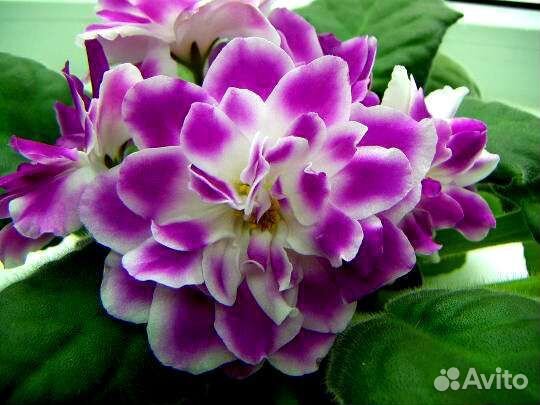 Фиалки набор деток