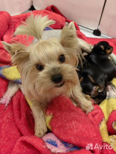 Йоркширский терьер