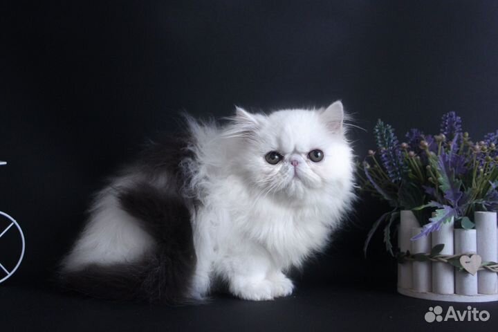 Персидская кошечка-конфетка