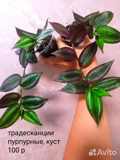 Любое комнатное растение за 100