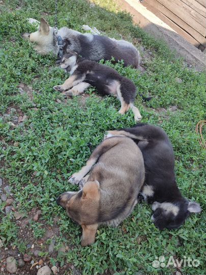 Собака в добрые руки отдам бесплатно