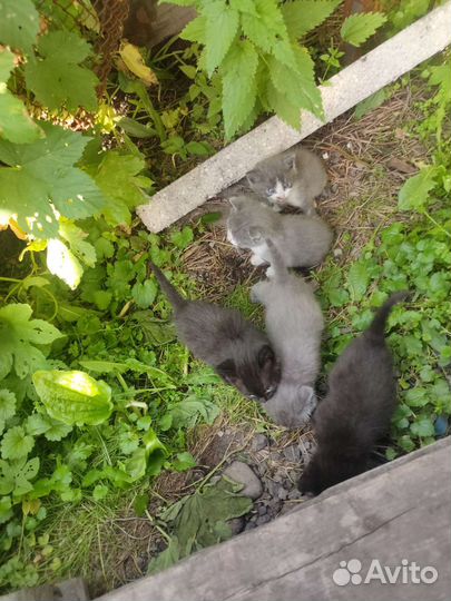 Отдам котят в хорошие руки