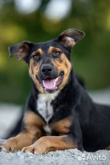 Тай - 1,5 года, 30 кг