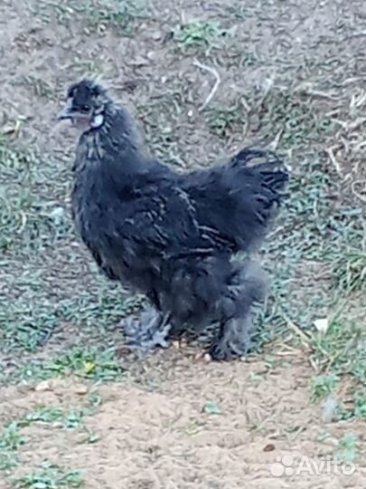 Молодые петухи