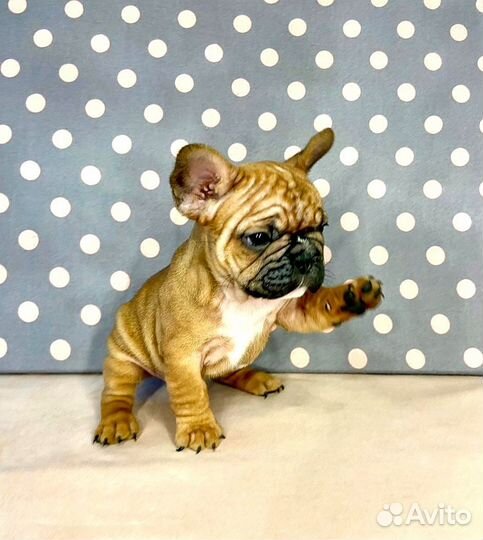 Французский бульдог рыжие щенки