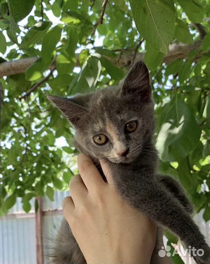 Отдам котенка в добрые руки