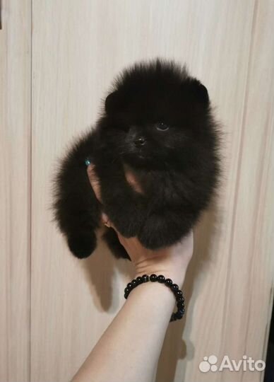 Шпицы миниатюрные