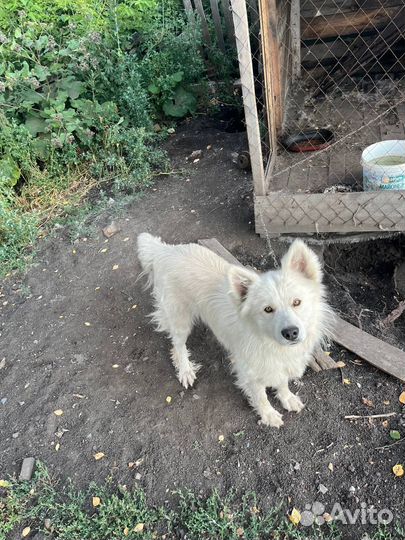 Собака в добрые руки отдам бесплатно