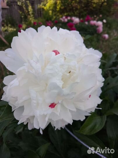 Пионы саженцы