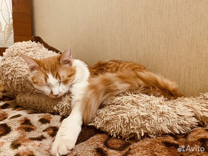 Рыжий кот Марсик