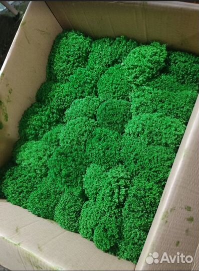 Стабилизированный мох не требует ухода дизайн