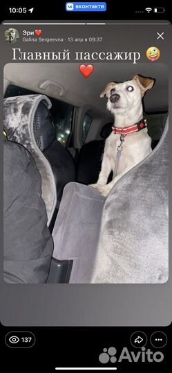 Джек Рассел терьер