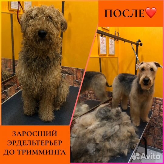 Тримминг собак
