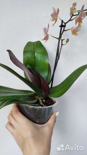 Орхидея фаленопсис