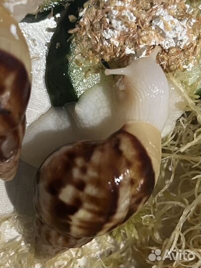 Улитки ахатины