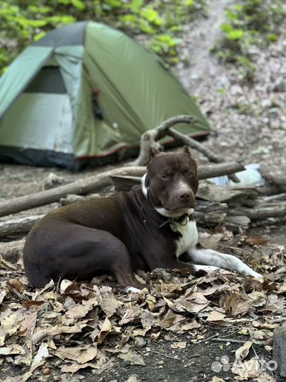 Питбуль вязка