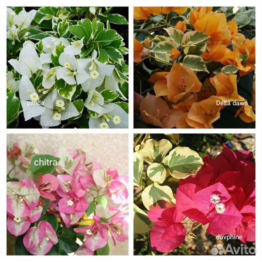 Бугенвиллия