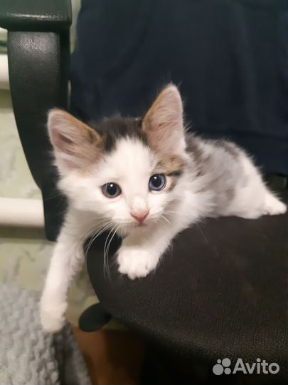 Котенок мальчик 1 мес. и 3 нед